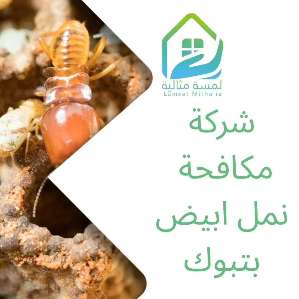 شركة مكافحة حشرات بتبوك