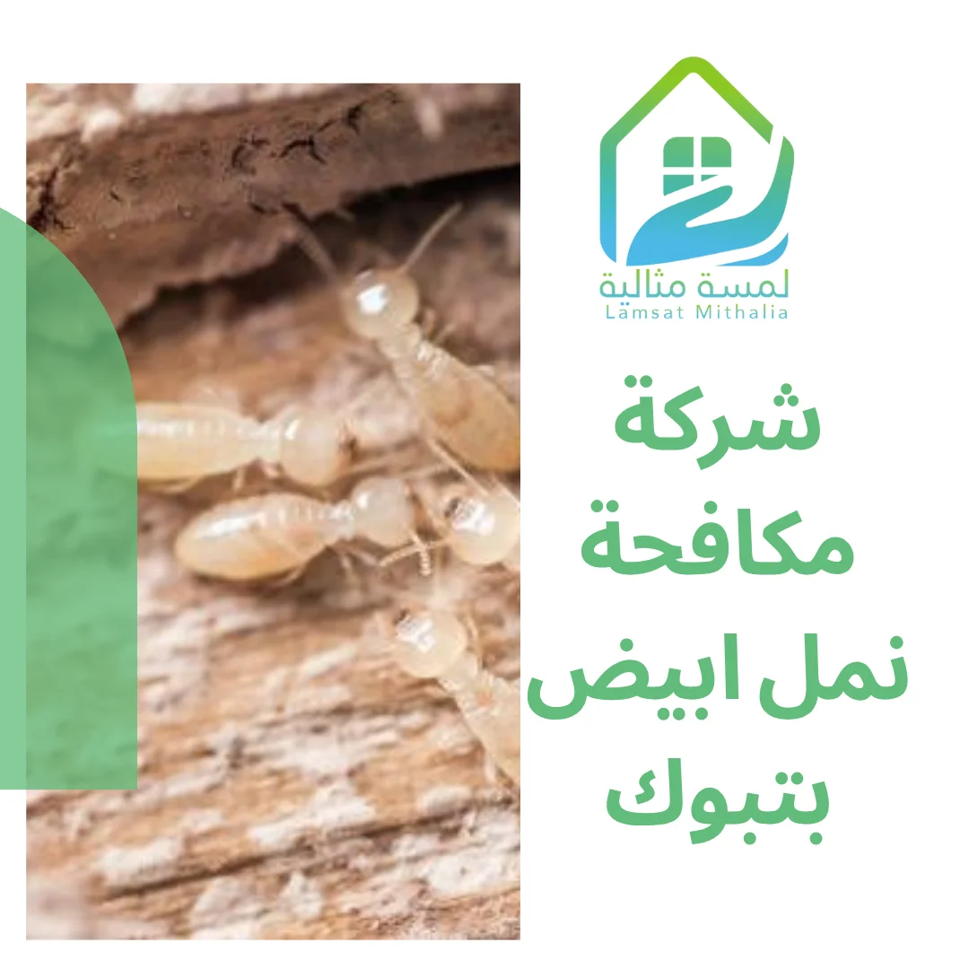 شركة مكافحة نمل ابيض بتبوك